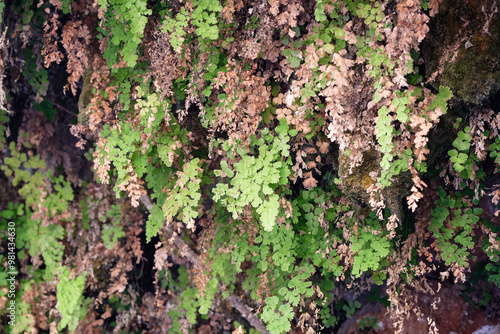 Leaves of Adiantum capillus-veneris, the Southern maidenhair fern, black maidenhair fern, maidenhair fern, and venus hair fern. Imouzzer Ida Ou Tanane, Morocco. photo