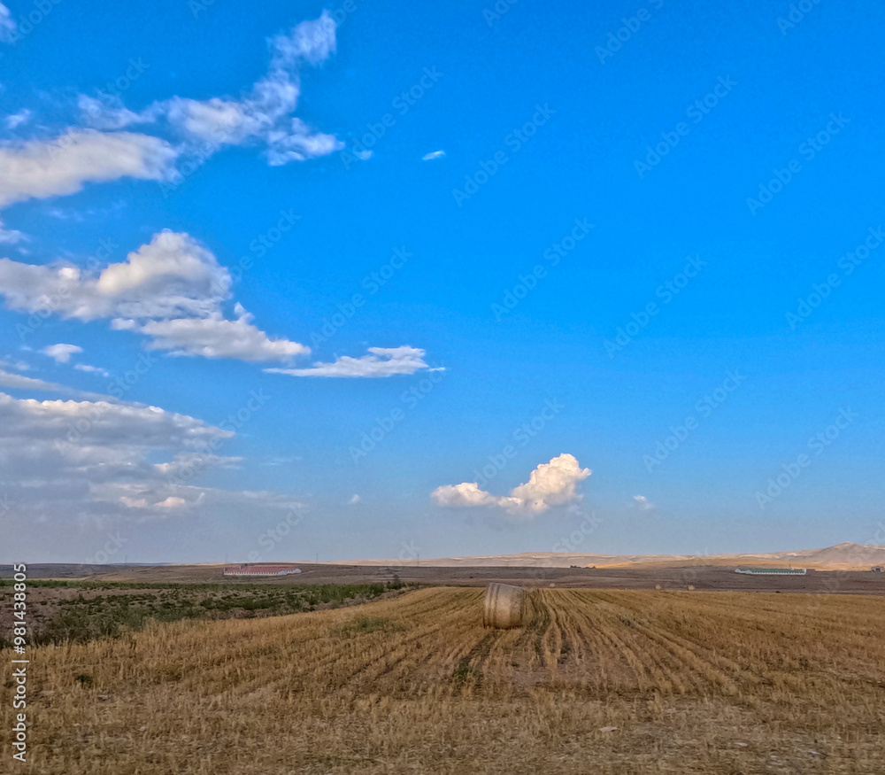 Fototapeta premium Cereal plantation by sunset Teruel is traditionally an agricultural area of Spain The primary cultivation is arid farming of cereals