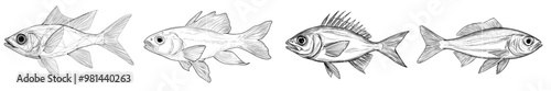 Black linear sketch of fish on white background in a continuous line art style. Illustration for a modern publication.