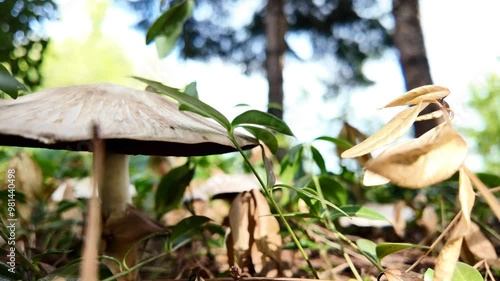 Agaricus mushroom in a coniferous forest photo