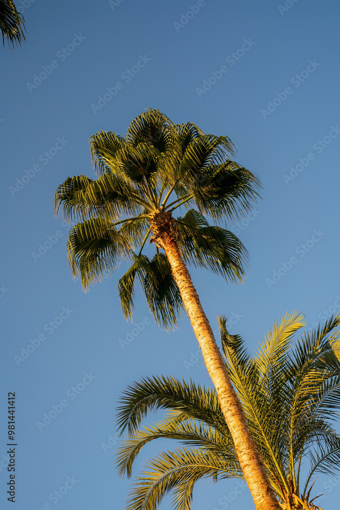Looking up at two tall palm trees with clear blue skies in the background on a sunny day.
