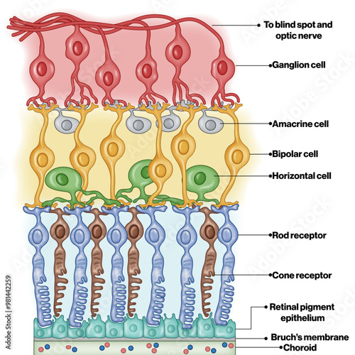 Detailed Vector Illustration of the Different Layers of the Retinal Membrane: A Comprehensive Overview of Cell Types and Structures