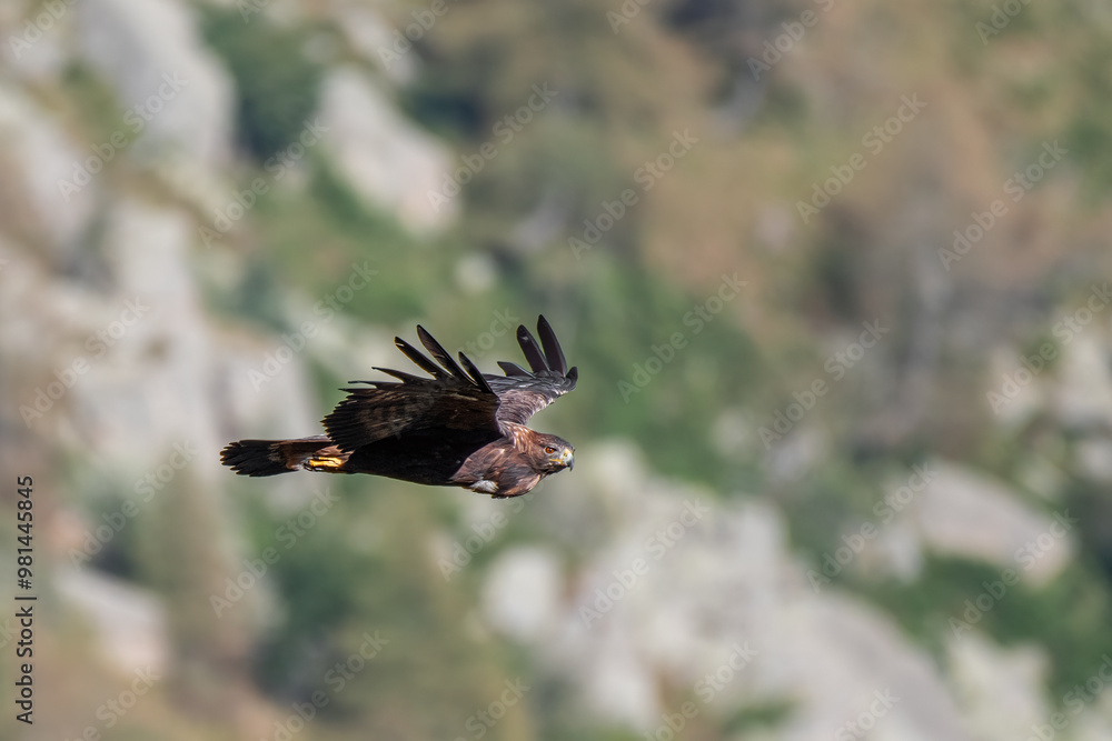 Flying Wild Golden eagle (Aquila chrysaetos) with full craw, shot on mountain background, Alps, Piedmont, Italy. Horizontal.