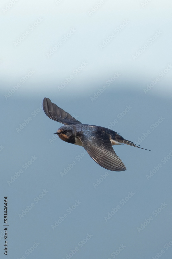 Barn swallow (Hirundo rustica) in flight, taken from above during migration, Piedmont Alps, Italy. September, vertical.