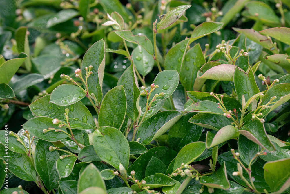 Hedge cotoneaster plant with young ovaries in summer, Cotoneaster lucidus, selective focus. Hedge cotoneaster plant with young ovaries in summer, Cotoneaster lucidus, selective focus.