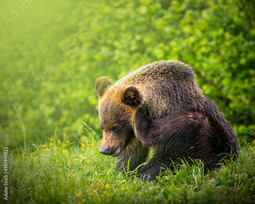 Fototapeta Naklejka Na Ścianę i Meble -  Niedźwiedź brunatny, gatunek drapieżnego ssaka 