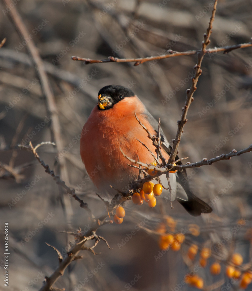 Bullfinch sits on the branch of Sea-buckthorn