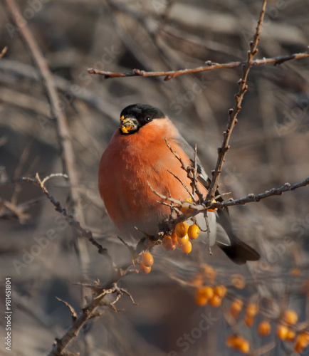Obraz na płótnie Bullfinch sits on the branch of Sea-buckthorn w salonie