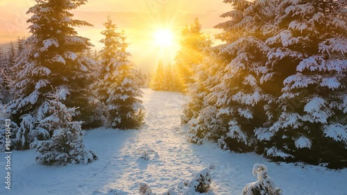 Drone footage of the forest in winter time at sunset, landscape snow covered trees nature - beautiful Europe aerial pine forest mountain, season travel white frozen nature idyllic