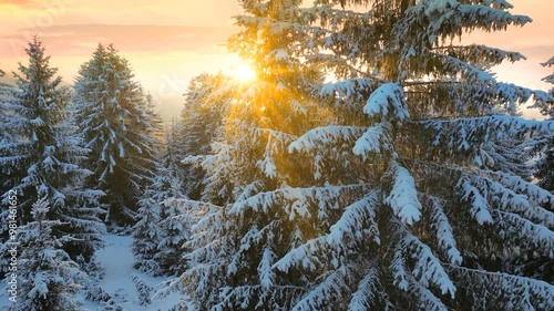 Drone footage of the forest in winter time at sunset, landscape snow covered trees nature - beautiful Europe aerial pine forest mountain, season travel white frozen nature idyllic