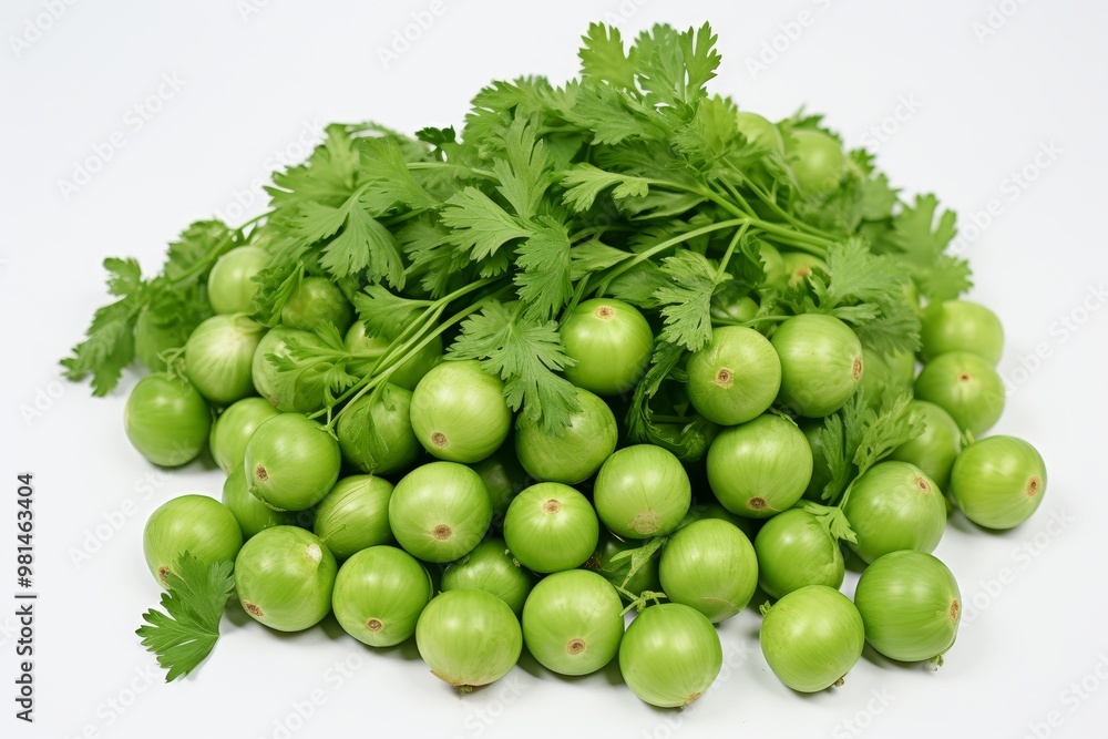 Close up of coriander on white background an organic herb for healthy culinary use Close up of coriander on white background an organic herb for healthy culinary use