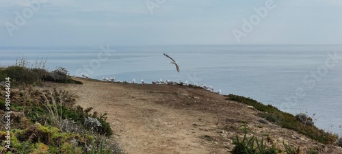 Mouettes sur le sentier côtier à Locmaria, Belle-Île-En-Mer, Bretagne, France photo