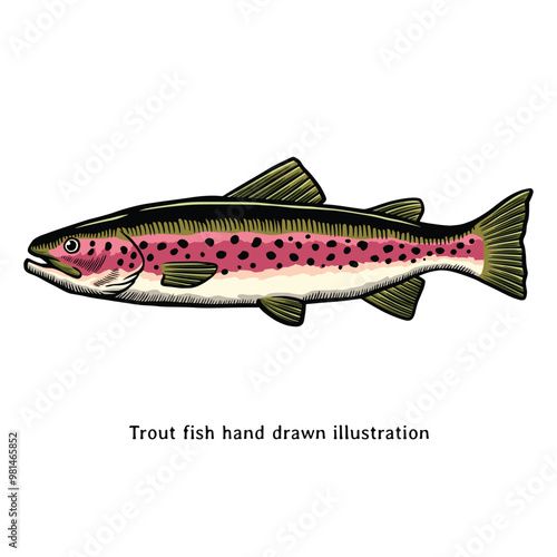 Trout fish illustration. Vintage rainbow trout fish hand drawn illustration