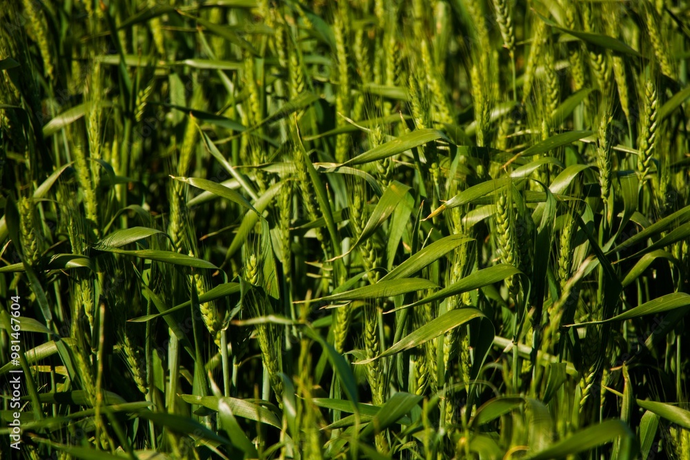 Obraz premium Close-up of a lush green wheat field