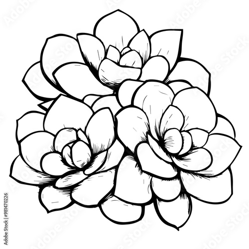 Succulent Vector