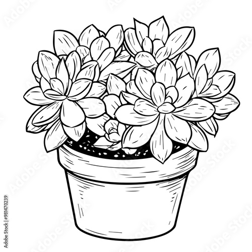 Succulent Vector