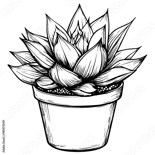 Succulent Vector