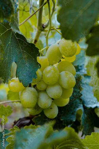 bunch of grapes