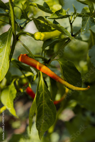 Hot pepper