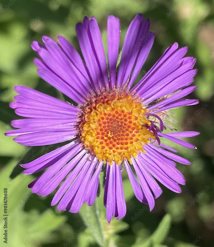 Fototapeta premium Beautiful Purple Flower
