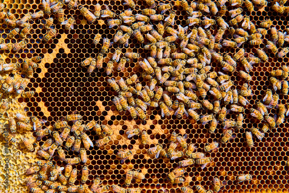 Honeybees on Vibrant Honeycomb Close-Up Motion Honeybees on Vibrant Honeycomb Close-Up Motion