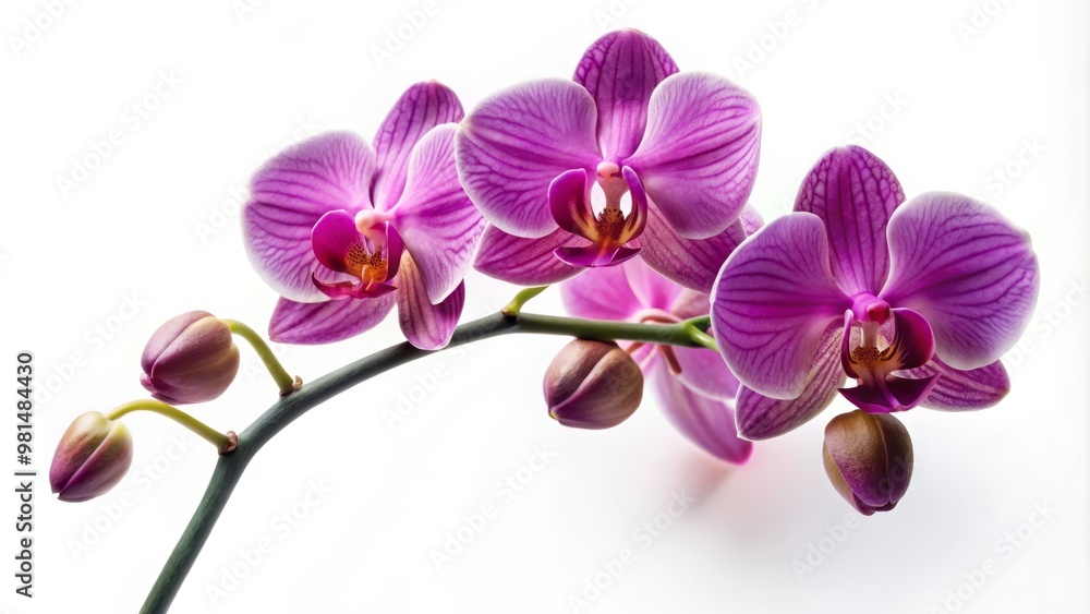 A stunning close-up of vibrant pink orchids elegantly arranged, showcasing their delicate petals and natural beauty against a bright background. A stunning close-up of vibrant pink orchids elegantly arranged, showcasing their delicate petals and natural beauty against a bright background.