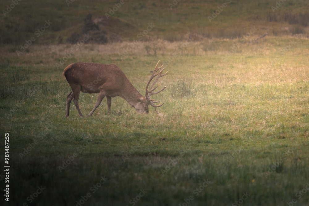 Obraz premium deer in the forest