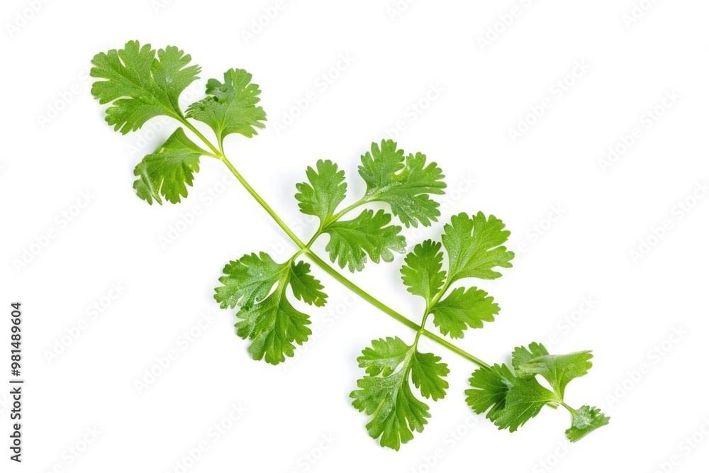 A close-up shot of a fresh parsley branch against a clean white background, ideal for use in food and health-related contexts A close-up shot of a fresh parsley branch against a clean white background, ideal for use in food and health-related contexts