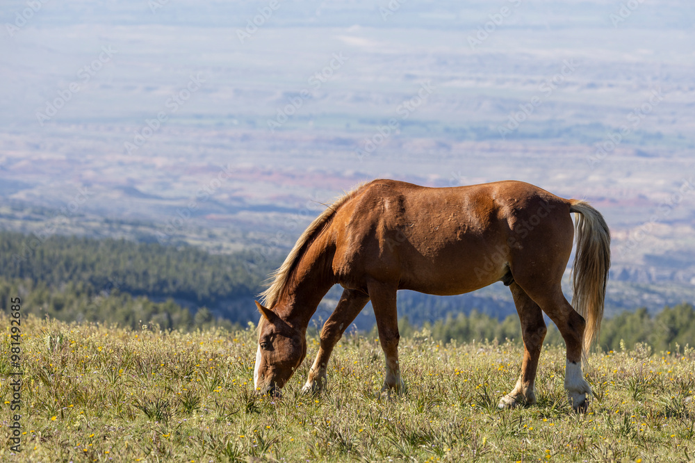 Wild Horse in the Pryor Mountains Montana in Summer Wild Horse in the Pryor Mountains Montana in Summer