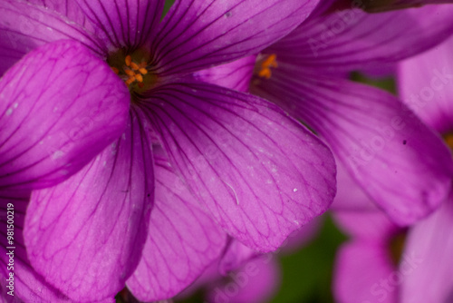 flower purple nature plant leaves