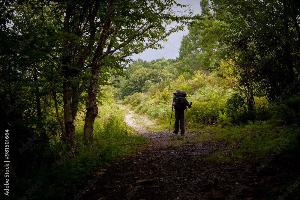 Silhouette of man hiking and backpacking on a trail through the woods alone Silhouette of man hiking and backpacking on a trail through the woods alone