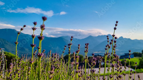 Obraz na płótnie Field of lavender with scenic view of majestic mountain peaks of Karawanks seen from Rosental, Carinthia, Austria. Idyllic alpine landscape. Peaceful scene in Austrian Alps in summer. Wanderlust w salonie