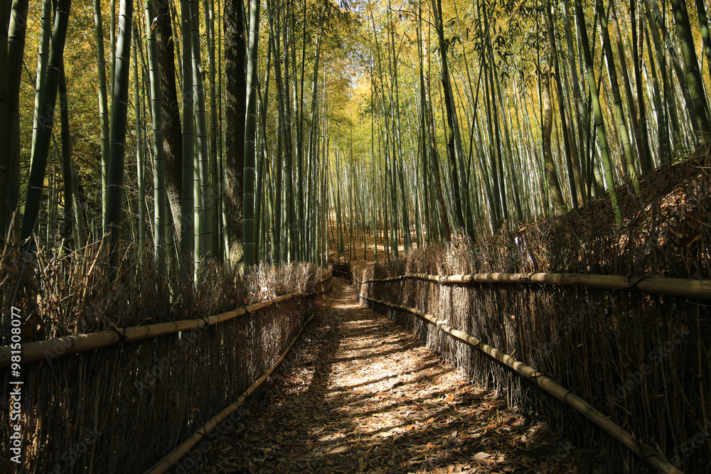 Obraz premium 岡山県玉野市 天王池の竹林