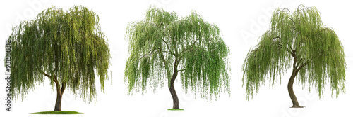Set of a weeping willow tree isolated on transparent background