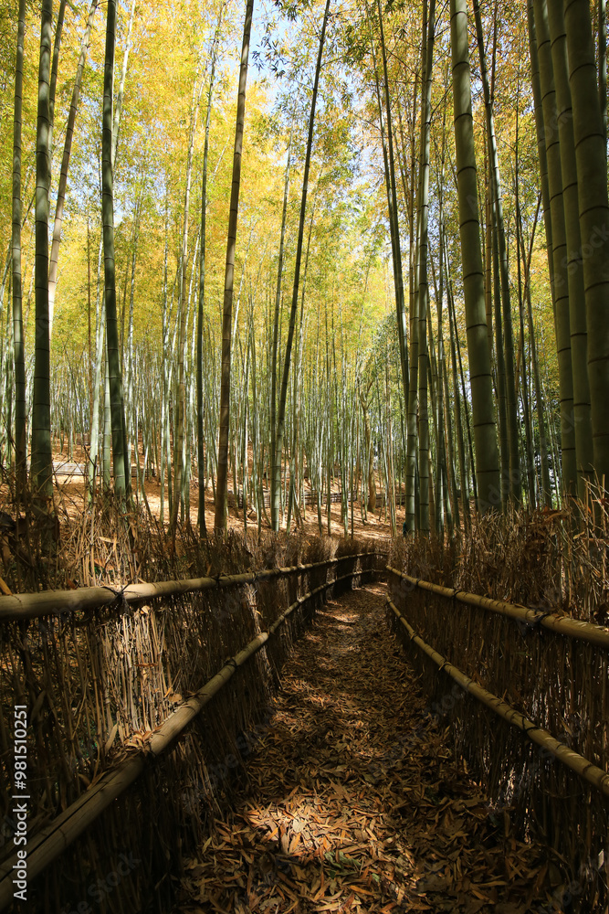 Obraz premium 岡山県玉野市 天王池の竹林