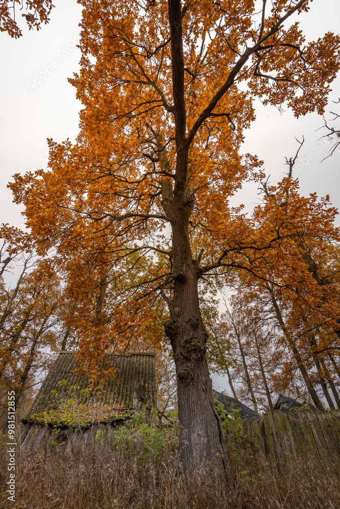 A tree with leaves that are orange and yellow A tree with leaves that are orange and yellow