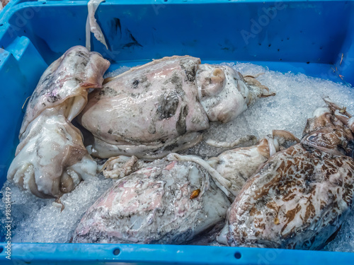 Fresh squids on a local food market, Murci, Spain photo