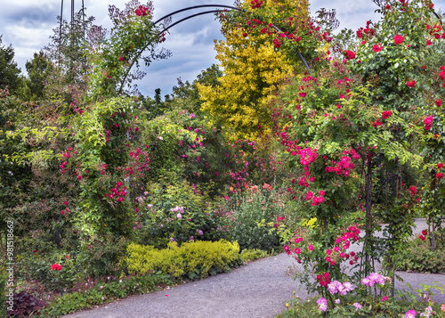 Rose garden in Germany. Bush roses of bright colors, different exquisite varieties and with amazing aromas