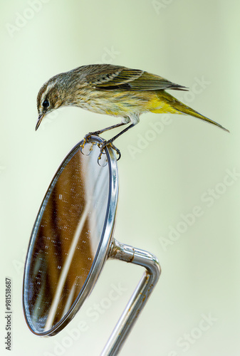 Obraz na płótnie Palm warbler (Setophaga palmarum) perched on scooter mirror, Cuba. Selective focus on bird's eye w salonie
