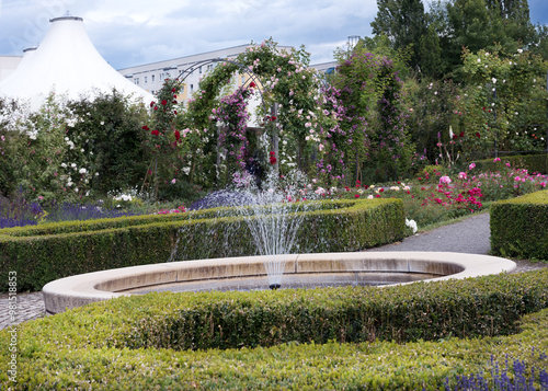 Fontan in the Rose garden. Bush and climbing roses of bright colors photo