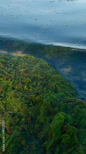 Vertical video, Close-up of green seaweed torn off by a storm in littoral zone, Camera moves backwards over green algae in coastal zone and over washed up on the beach  photo