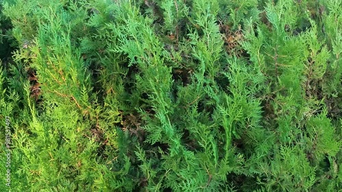 Closeup fresh green christmas leaves, branches of thuja trees on green background. Thuya twig occidentalis, evergreen coniferous tree. Chinese thuja. Conifer cedar thuja leaf green texture
 photo