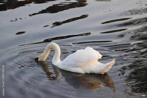 Photography Swan in Dublin