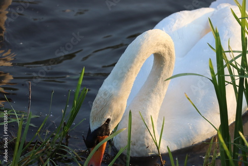 Photography Swan in Dublin