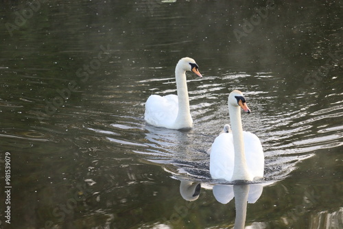 Photography Swan in Dublin