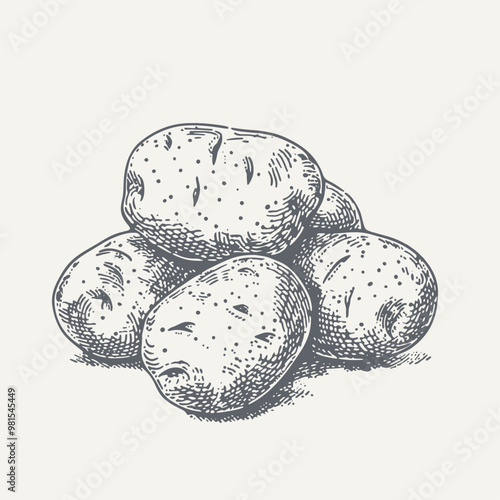 Potatoes. Vintage woodcut engraving style vector illustration.