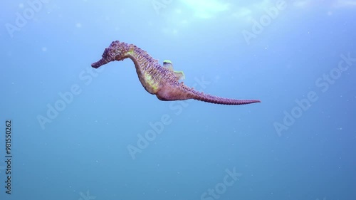 Close-up of a pregnant male of pink Seahorse swimming in the turquoise water column, Slow motion, Follow shot photo