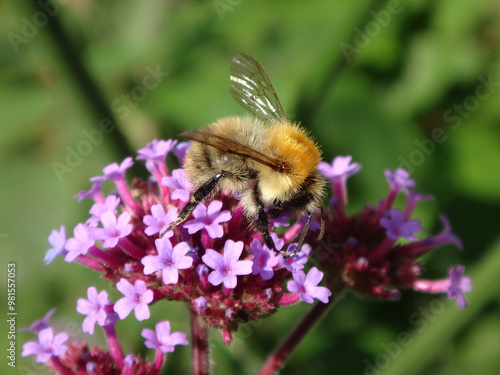 The common carder bee (Bombus pascuorum), male drinking nectar from pink verbena flowers