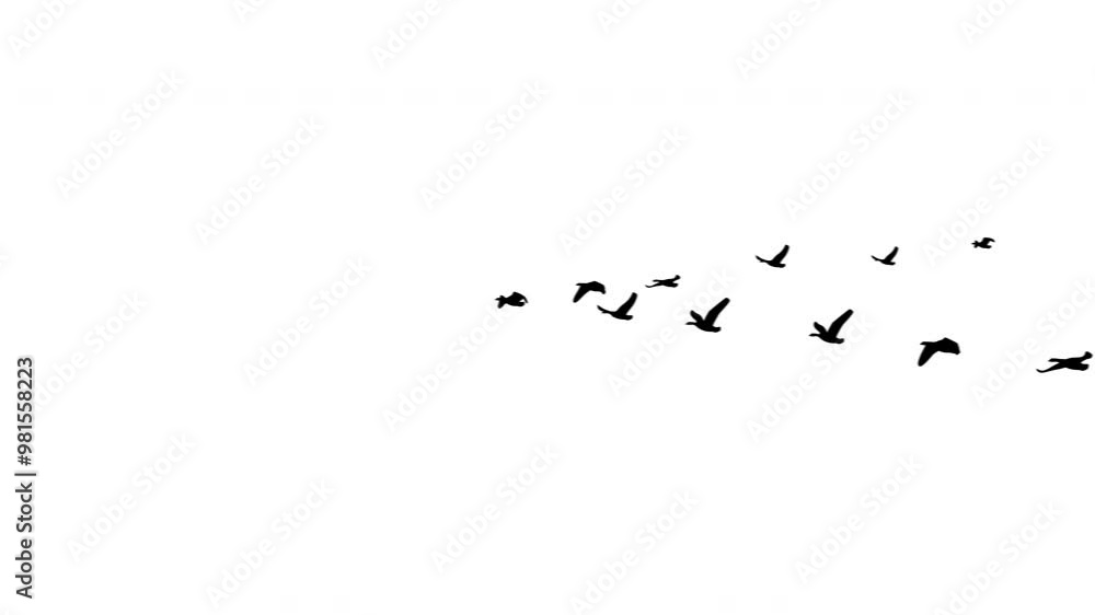 animated flock of geese skein silhouette birds flying