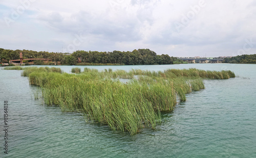 Common bulrush or Broadleaf cattail (Typha latifolia) vegetation in fresh water of Seyhan river photo